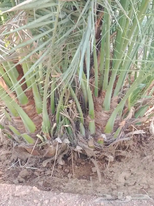 يوجد لدينا فروخ صقعي ابو طوق من مزرعنا 5
