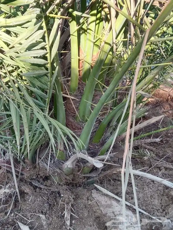يوجد لدينا فروخ صقعي ابو طوق من مزرعنا 8