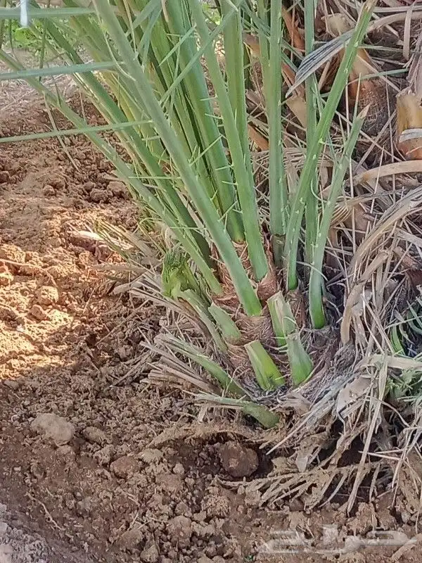 يوجد لدينا فروخ صقعي ابو طوق من مزرعنا 2