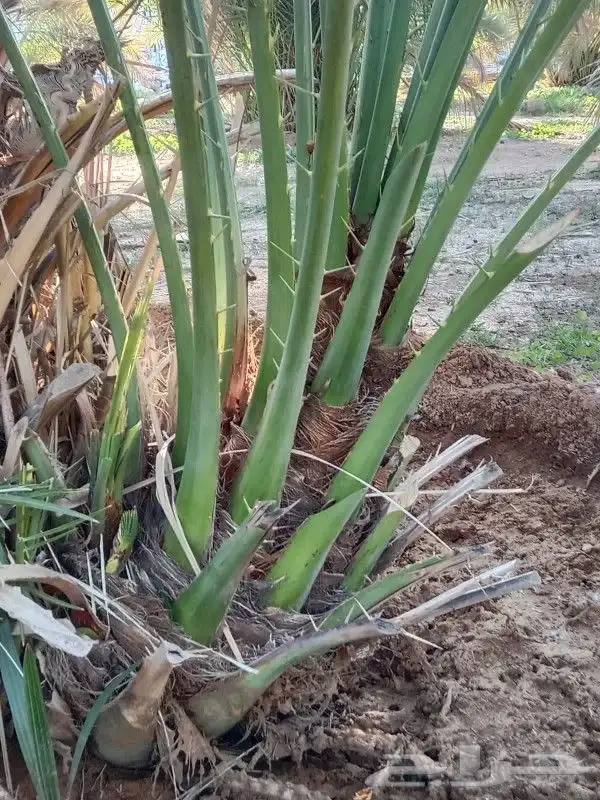 يوجد لدينا فروخ صقعي ابو طوق من مزرعنا 7