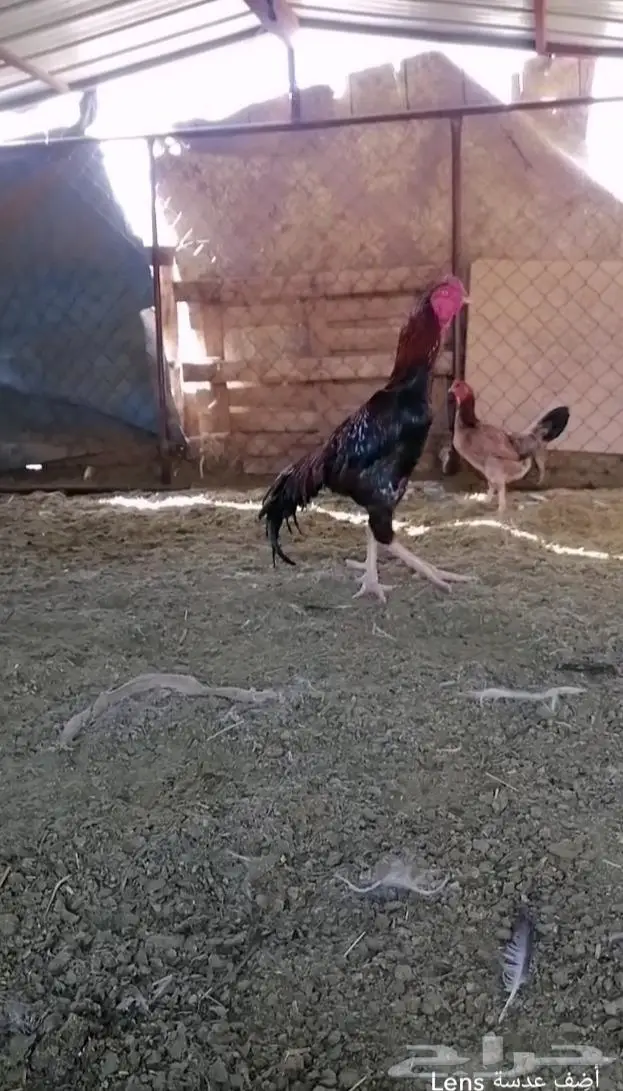 ديك شامو يباني 0