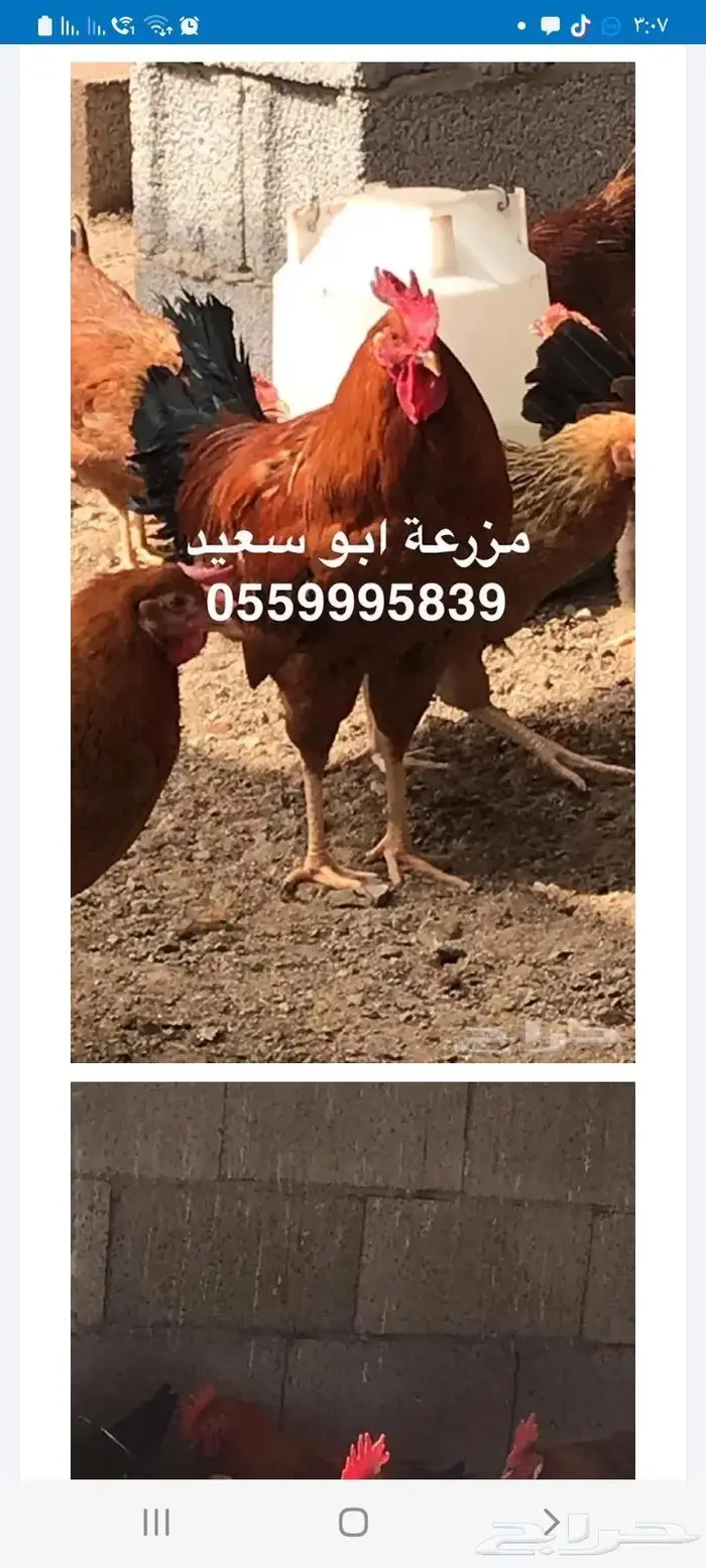 للبيع صوص فرنسي لون احمر وكولمبي 12