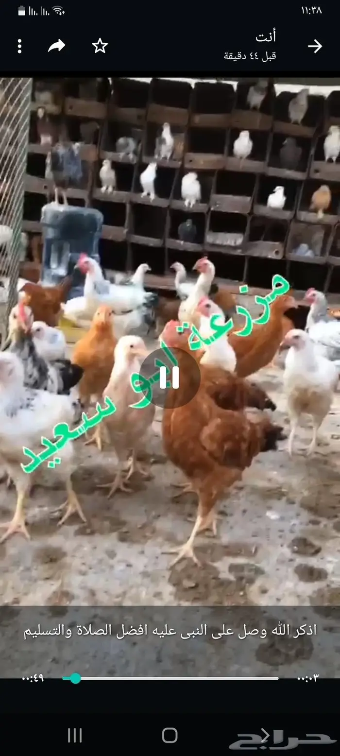 للبيع صوص فرنسي لون احمر وكولمبي 13