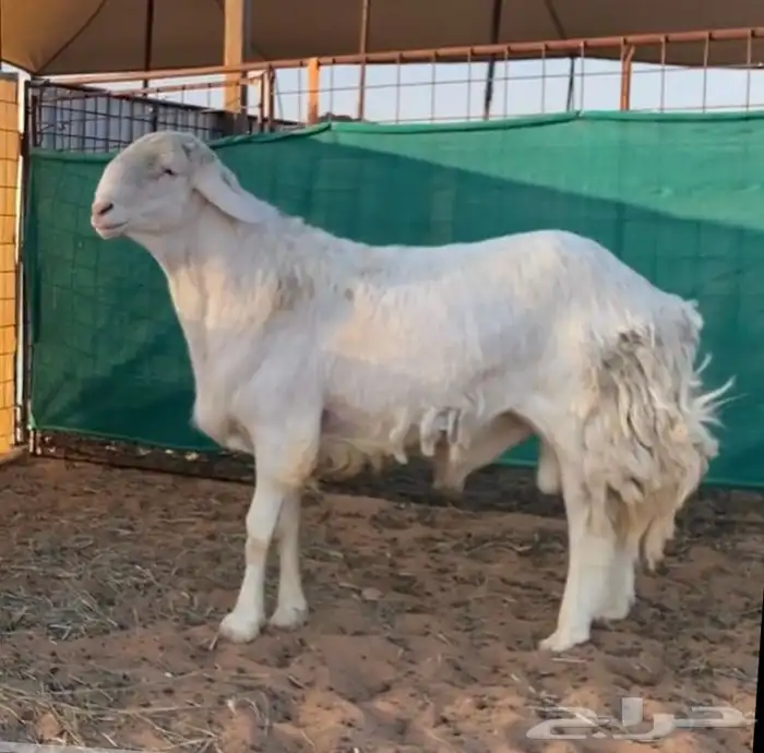 فحل حري مطور على ساكني ابيض ( منتج ) 1