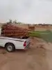 نخل للبيع 3