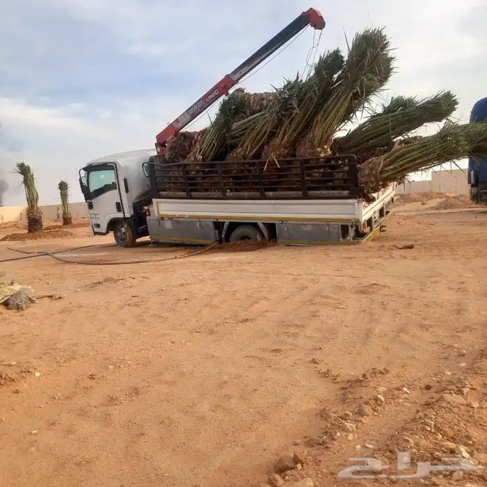 نخل القصيم المثمرة 1