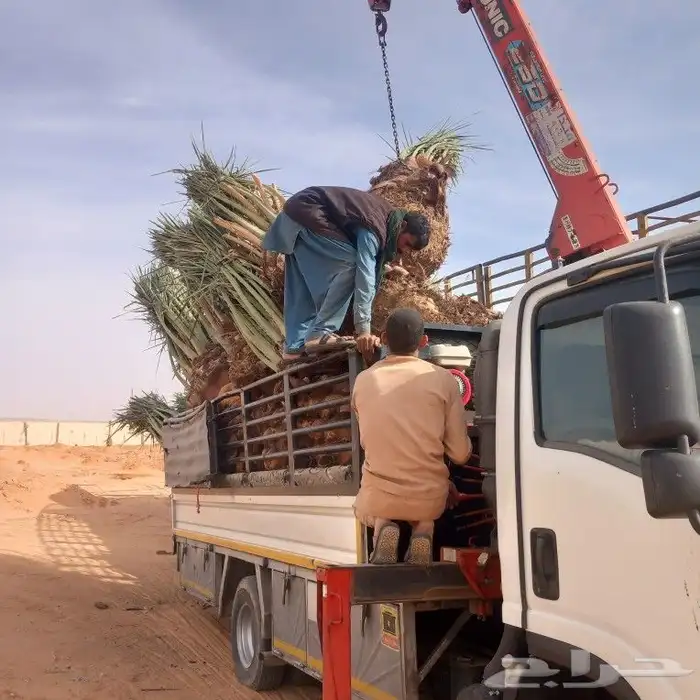 نخل القصيم المثمرة 2