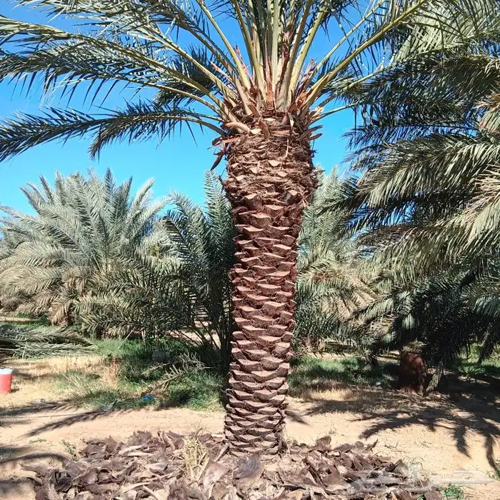يوجد الدنيا جميع انواع النخيل 2