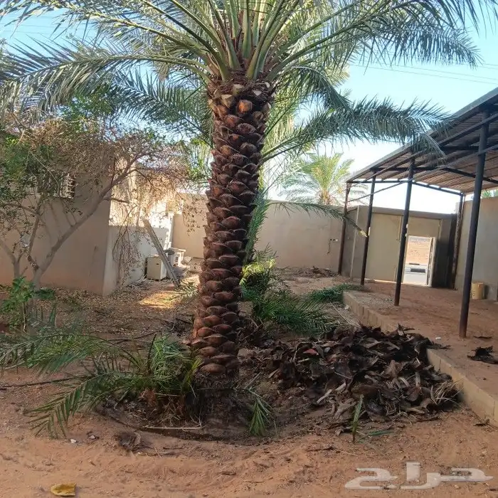 يوجد الدنيا جميع انواع النخيل 5