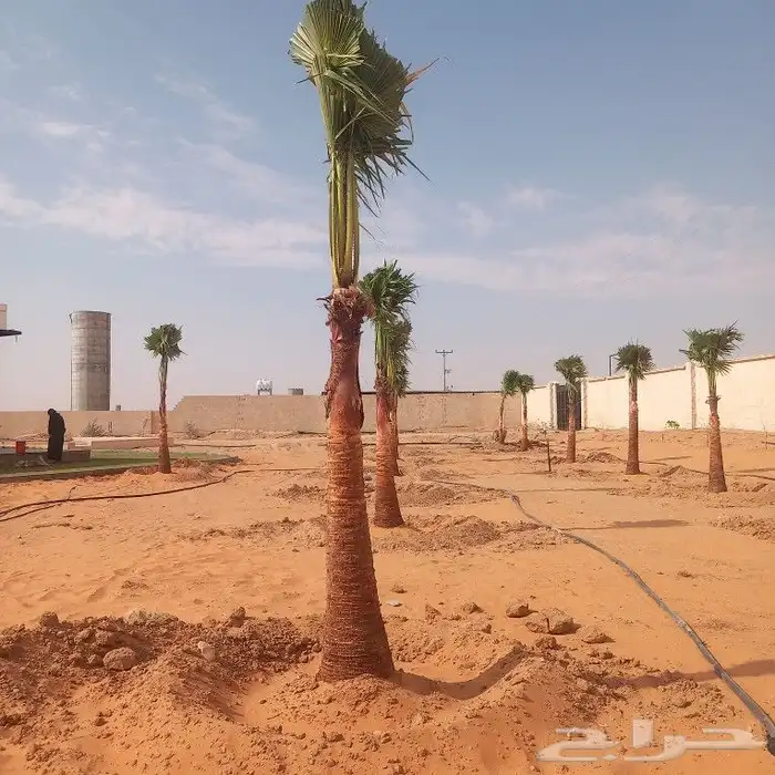 نخل القصيم المثمرة 5