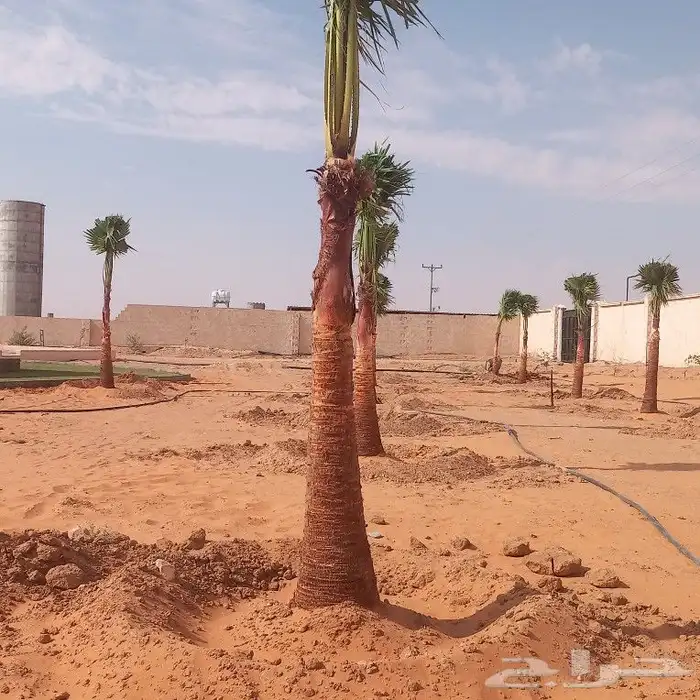 نخل القصيم المثمرة 6