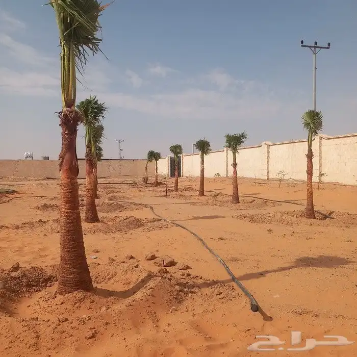 نخل القصيم المثمرة 7