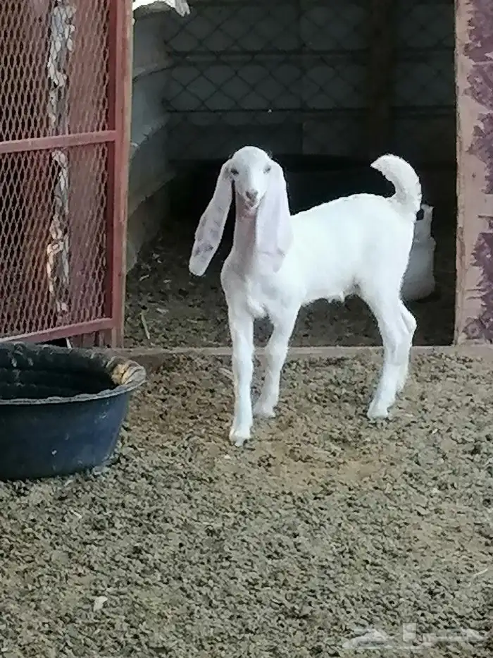 جفره مصريه للبيع 1