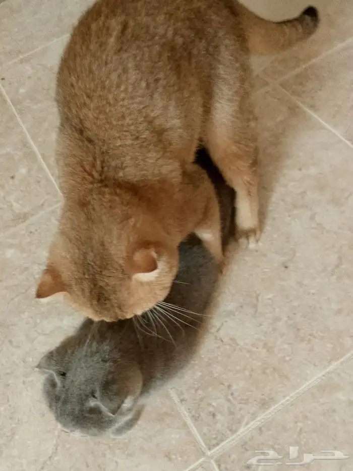 ((( قط سكوتش فولد قولد للتزاوج ) 1