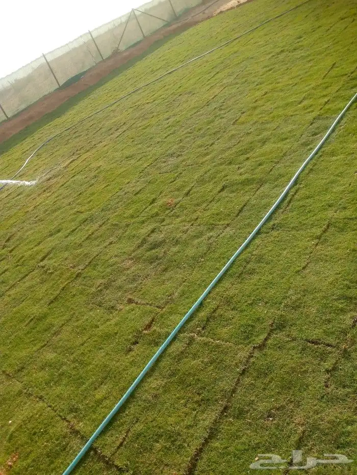 زراعه ثيل طبيعي سي الفين 1