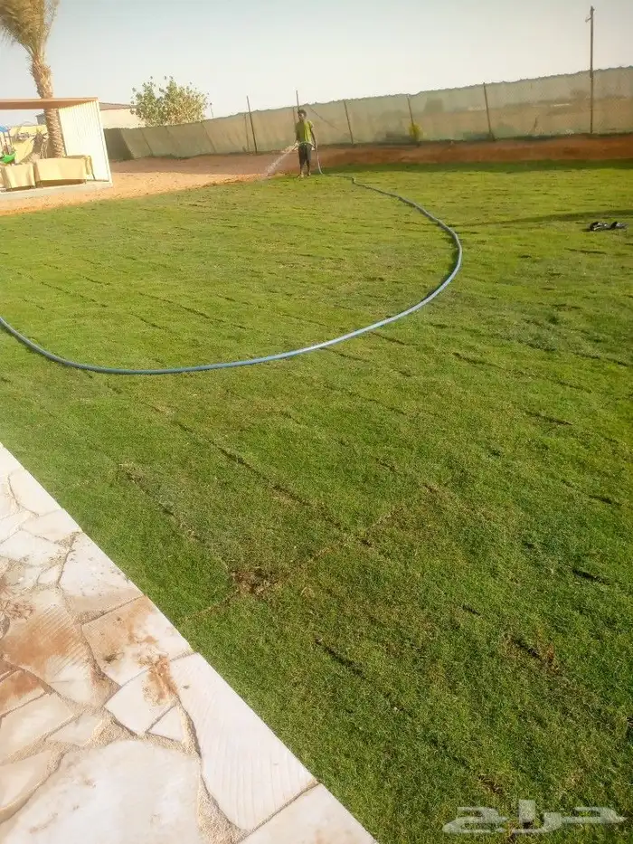 زراعه ثيل طبيعي سي الفين 2