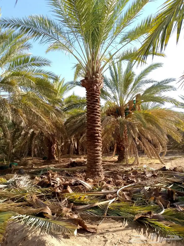 نخل للبيع المدينة المنورة 5