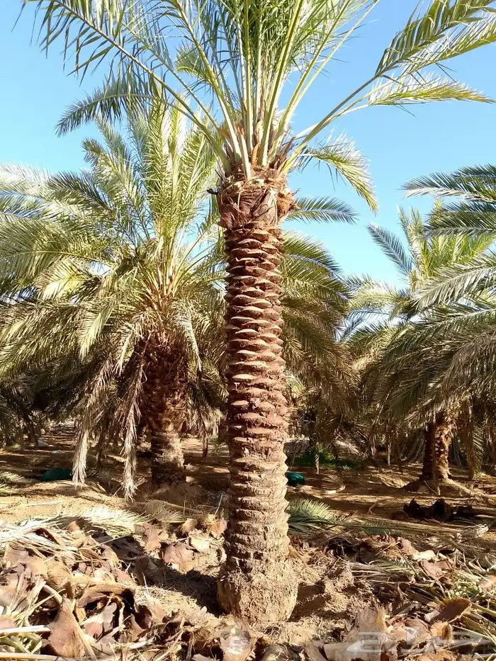 نخل للبيع المدينة المنورة 4