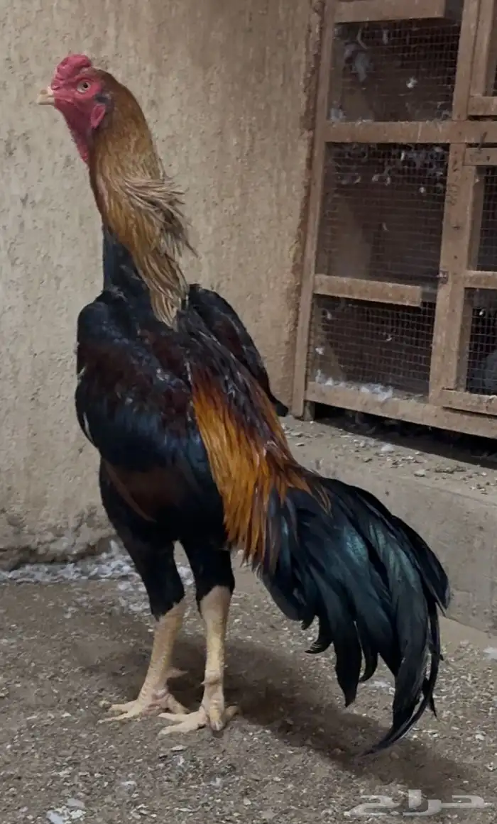 ديك فايتر برازيلي 1