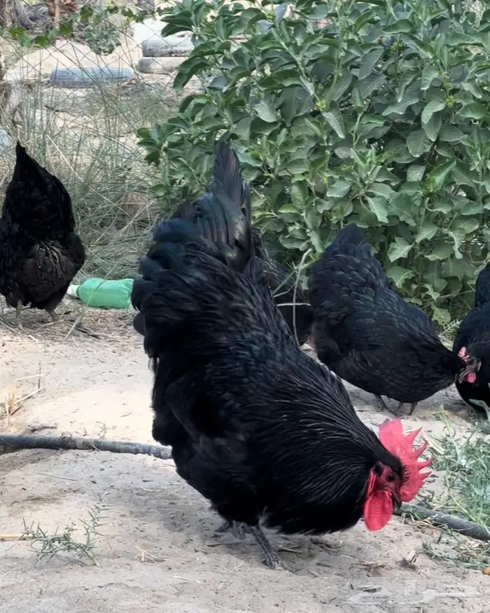 دجاج زينة 1