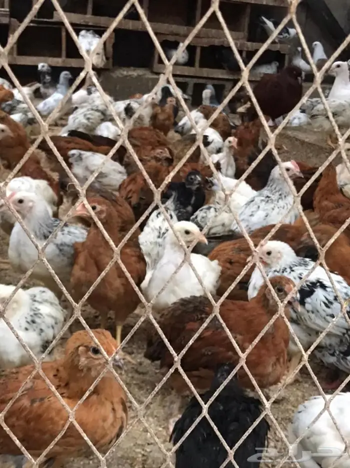 للبيع صوص فرنسي لون احمر وكولمبي 1