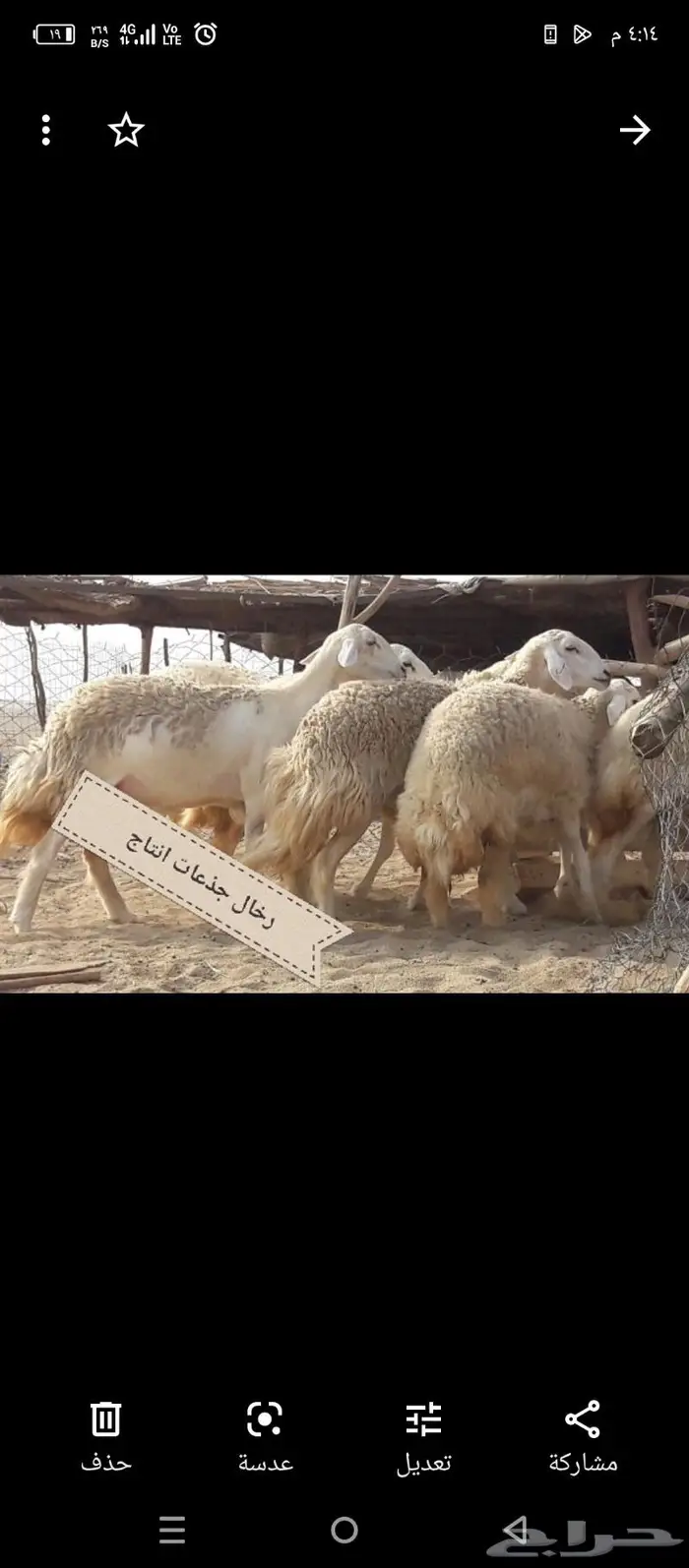 مشروع فحل فاخر تم بيعه 4