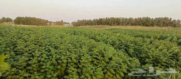 توريد وتركيب اشجار ونخيل طبيعى 2