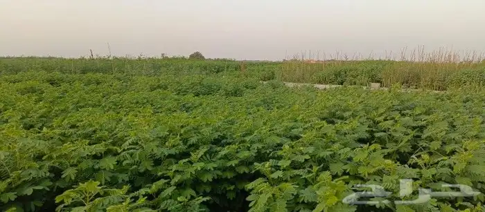توريد وتركيب اشجار ونخيل طبيعى 7