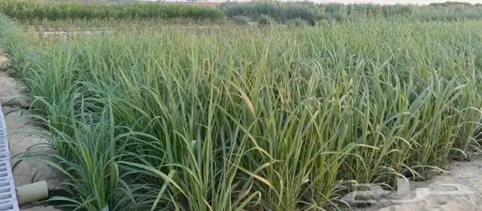 توريد وتركيب اشجار ونخيل طبيعى 8