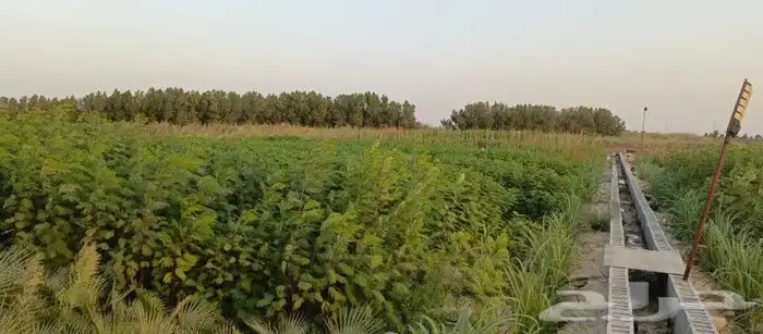 توريد وتركيب اشجار ونخيل طبيعى 9