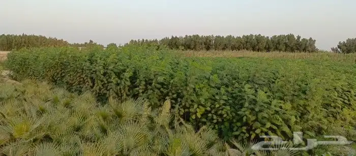 توريد وتركيب اشجار ونخيل طبيعى 1