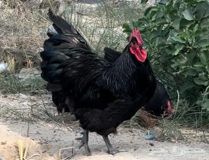 دجاج زينة 0