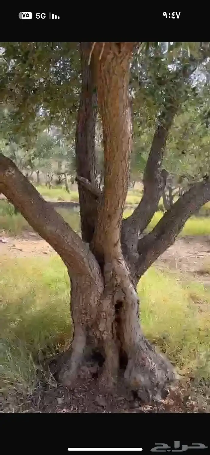 شجر زيتون معمر للبيع 1