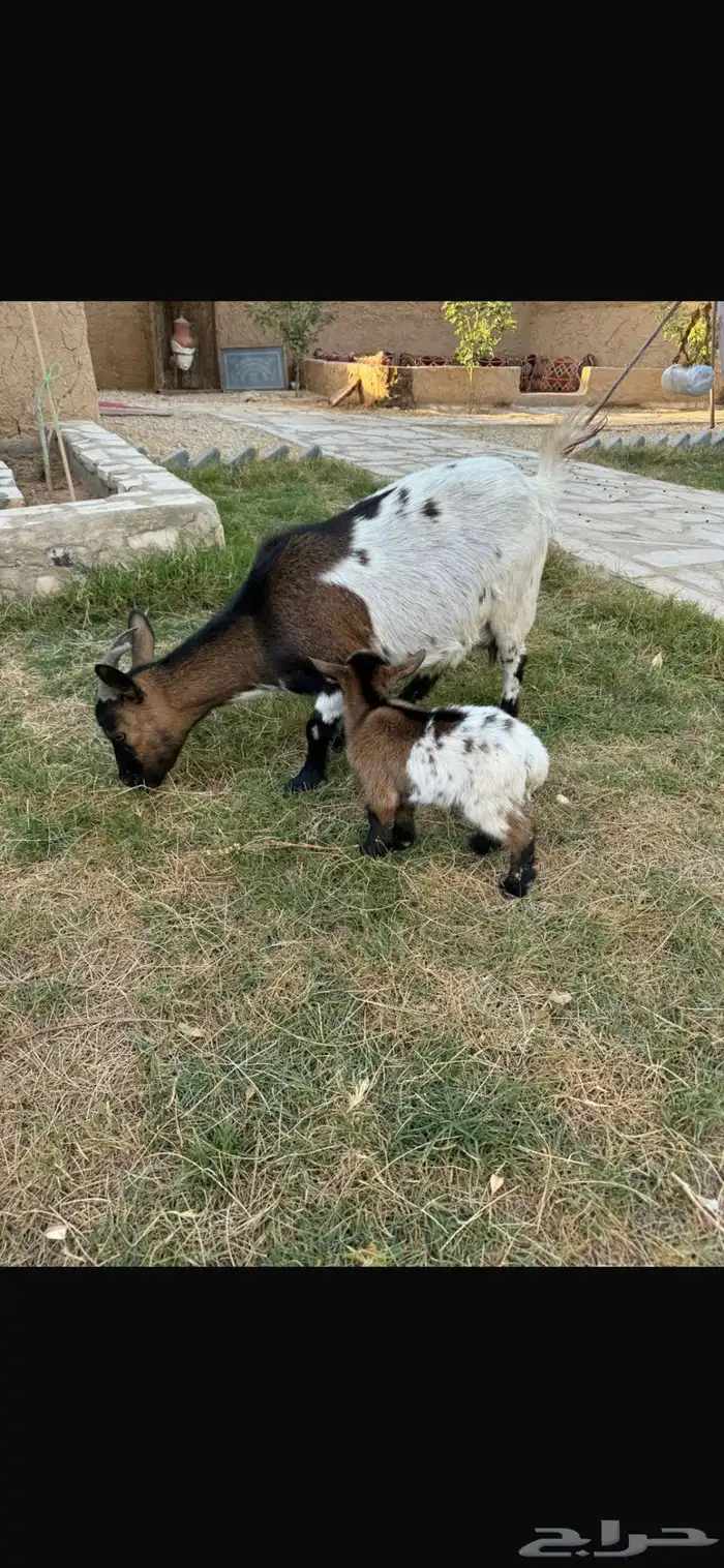 عنز قزميه تشيكه 2