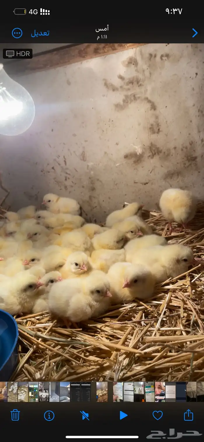 صوص لاحم عمر يوم روس 308 1