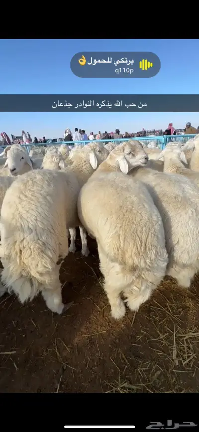 اضاحي سواكن حري الطايف نشرط جودة 4