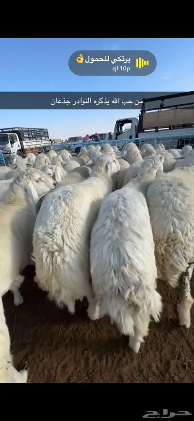 اضاحي سواكن حري الطايف نشرط جودة 3