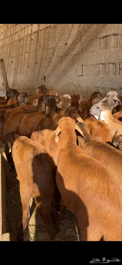 اضاحي سواكن حري الطايف نشرط جودة 7