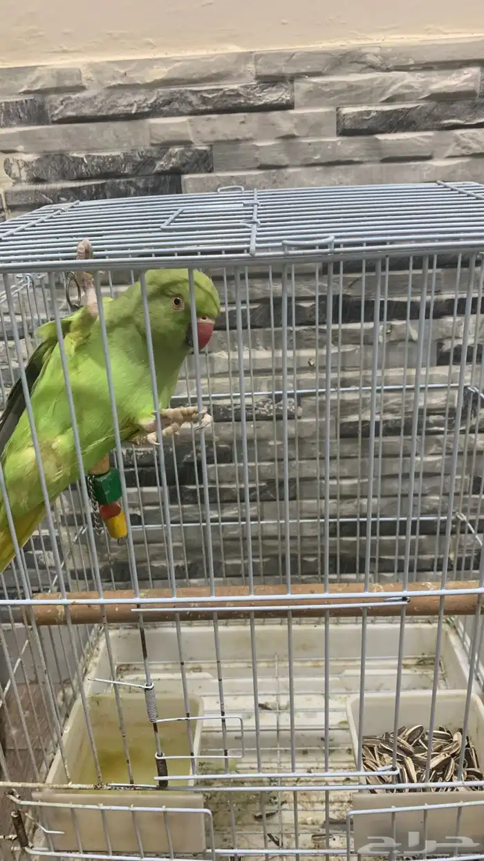 بغبغاء ذرة للبيع 0