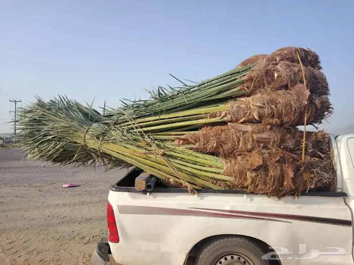 نخل للبيع مثمرة جميع الأنواع متوفره في مكه جده 1