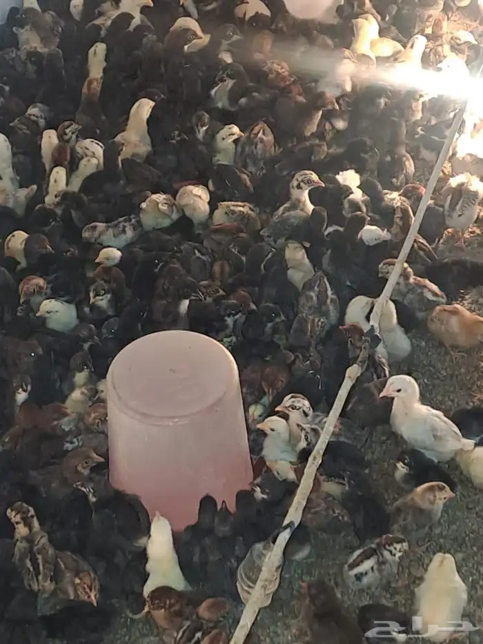 صوص بلدي مشكل 5