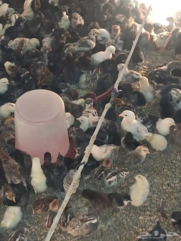 صوص بلدي مشكل 6