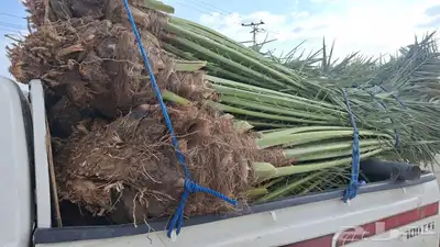 يوجدلدين جميع انواع انخل المثمره وزينه 0