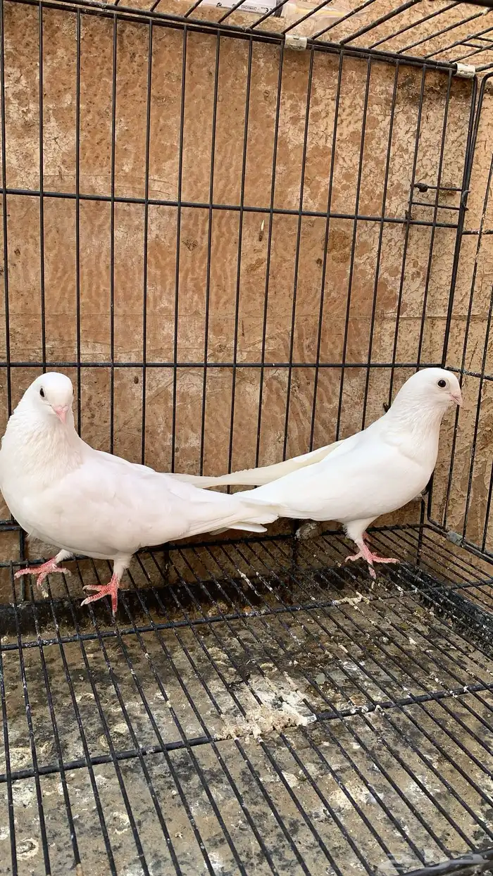 حمام جلستر قلاب 5
