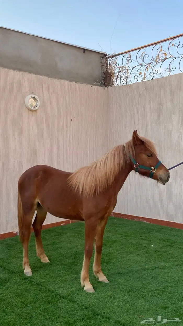 مهره 5