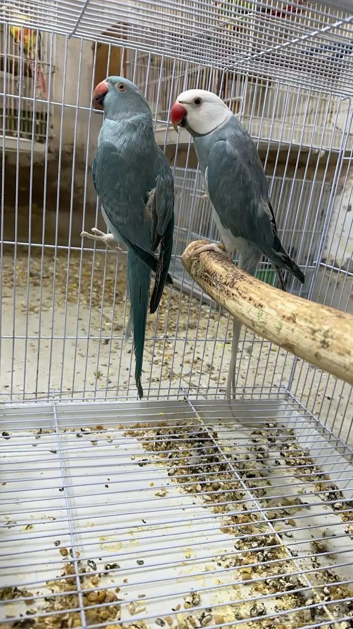 زوج درة هولندي 4