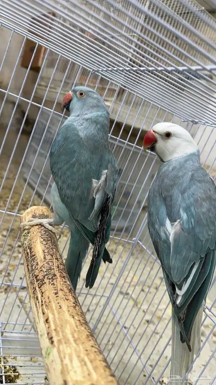 زوج درة هولندي 3