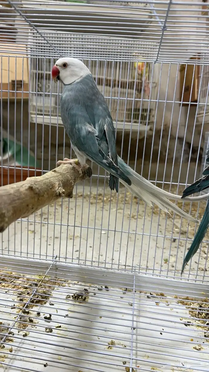 زوج درة هولندي 0