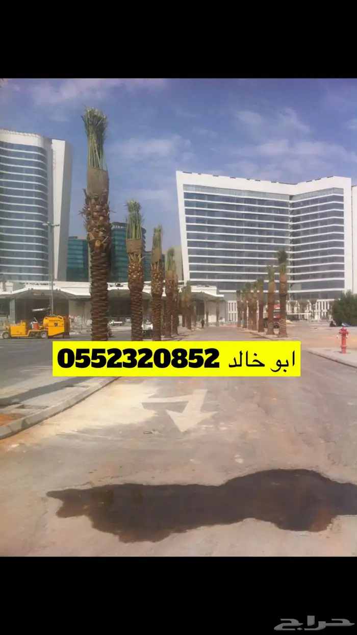 نخل عربي ونخل زينه واشنطني 0