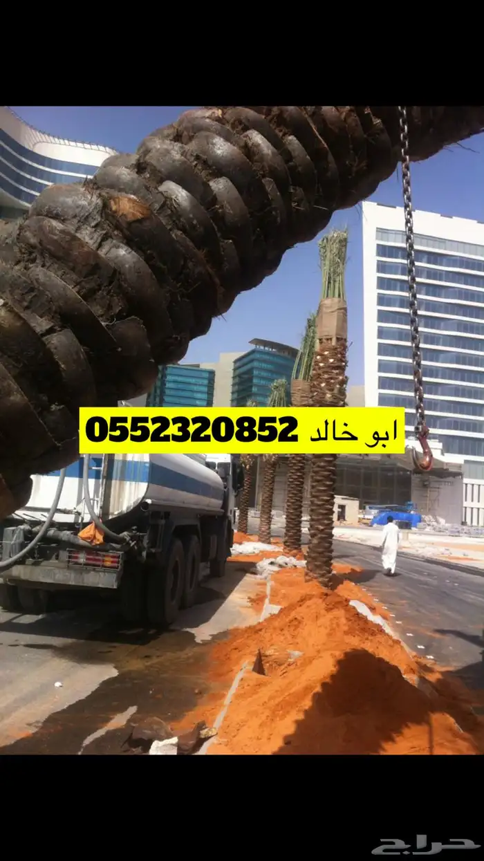 نخل عربي ونخل زينه واشنطني 1